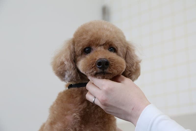 dog salon Sampo ドッグサロンサンポの写真2
