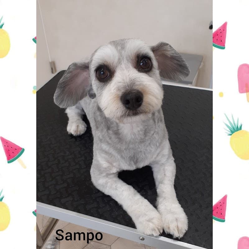 dog salon Sampo ドッグサロンサンポの写真4