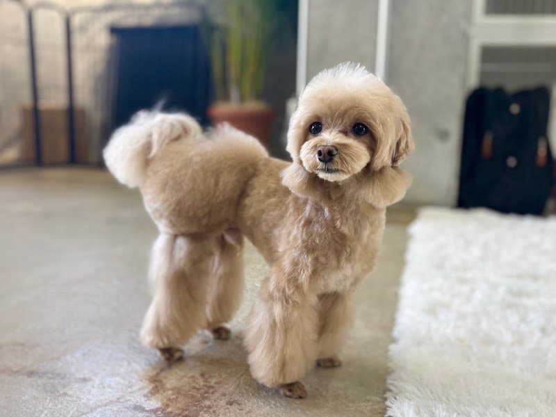 犬と歩けば棒に当たるの写真2