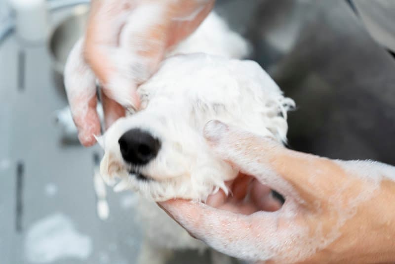 犬と歩けば棒に当たるの写真5