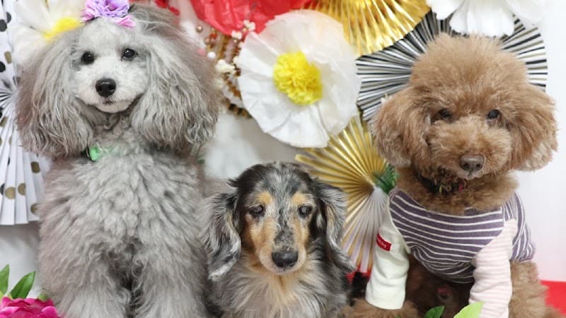 LeaLeaDogの写真