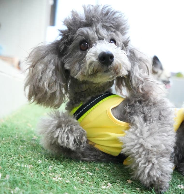 犬の保育園&ペットホテル わんずくーるの写真