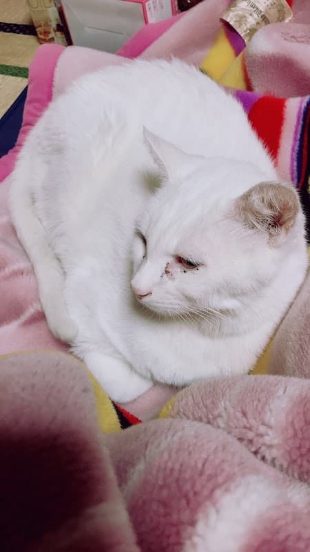 やちく動物病院の写真