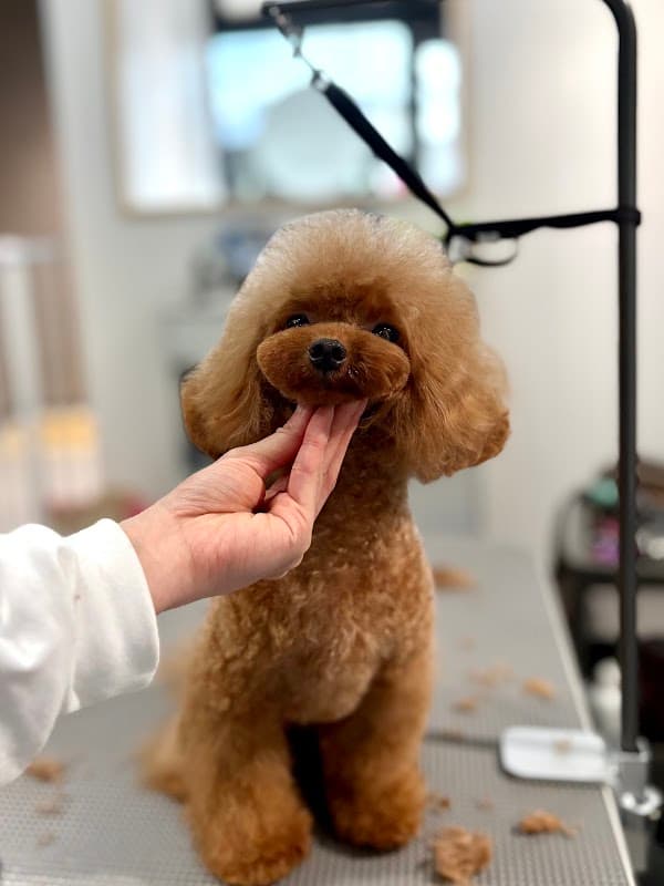Trimming salon Kotteの写真