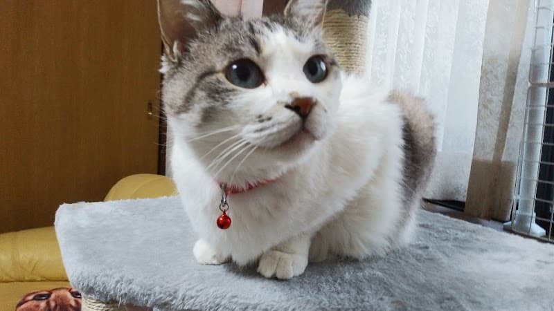 ペットホームえひめの写真