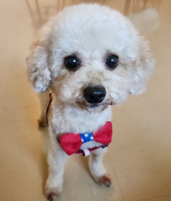 Dog Grooming Salon Dog Daysの写真