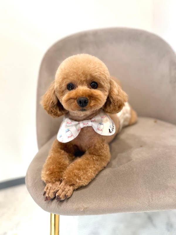 犬の美容室 Lasteeの写真