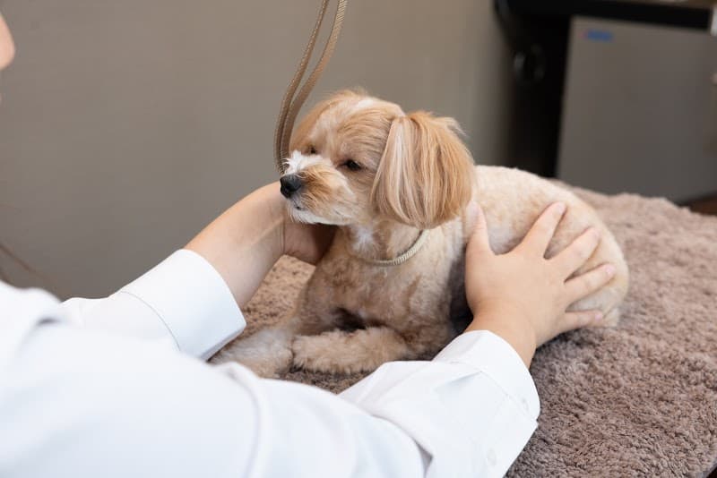 GREEN DOG SALON ILOR 麻布台ヒルズの写真1