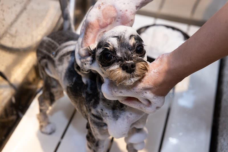 GREEN DOG SALON ILOR 麻布台ヒルズの写真4