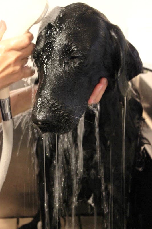 Dog Salon くろべんちの写真5