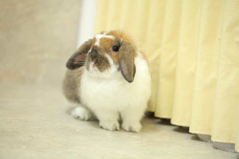 小鳥と小動物の病院の写真