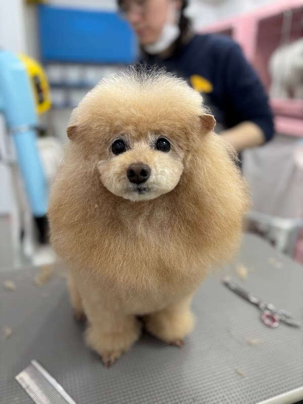 Trimming Salon JILLの写真