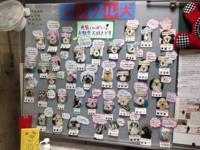 横浜トリミングスクールの写真3