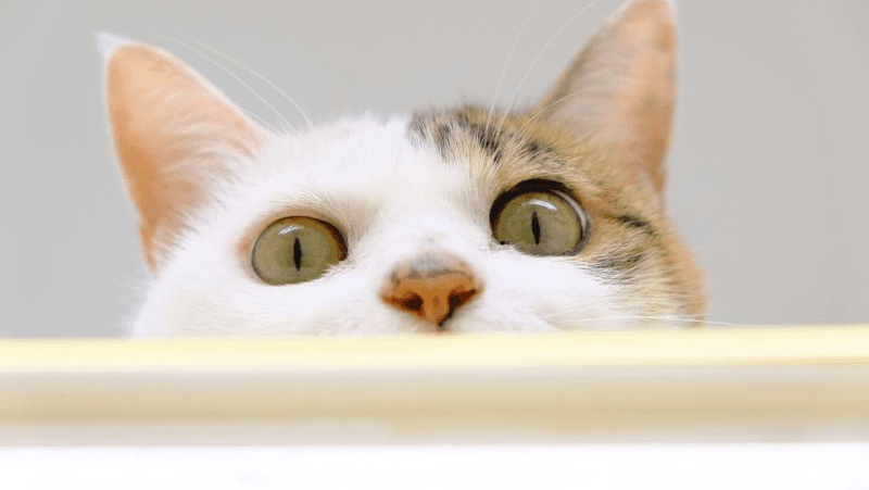 斉藤動物病院の写真