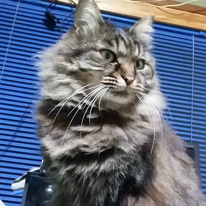 たんぽぽ動物病院の写真