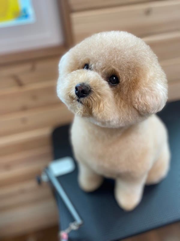 トータルドッグケア kapilina~カピリナ~の写真