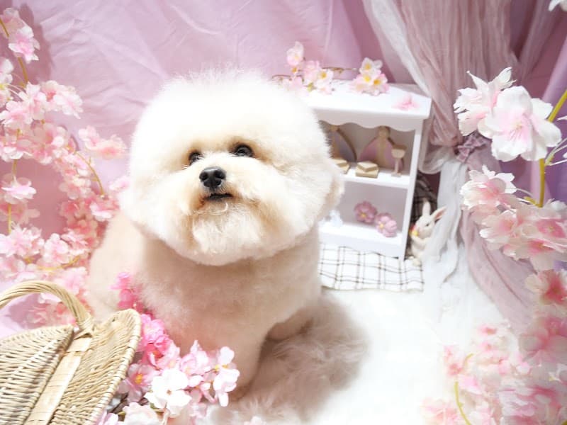 犬の湯処さんぽ路 四谷店の写真