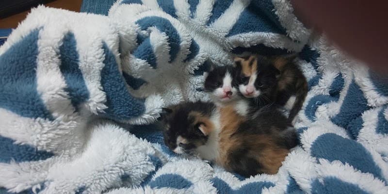 大倉山動物病院の写真