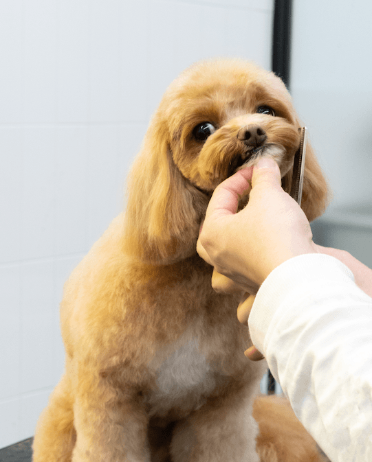 HOT DOG SALON Ariakeの写真2