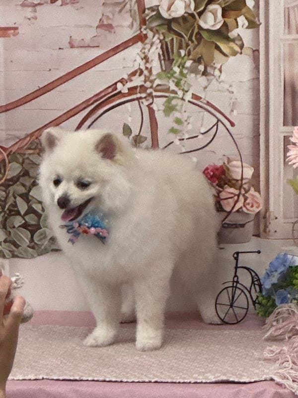 犬の美容室Poo(プー) トリミング&ホテルの写真2