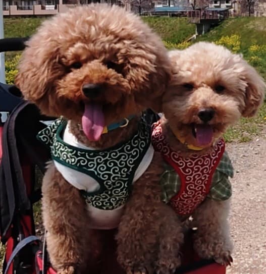 犬の美容室Poo(プー) トリミング&ホテルの写真4