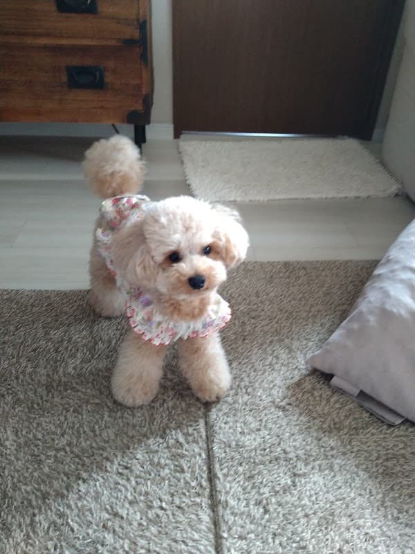 犬の美容室Poo(プー) トリミング&ホテルの写真5
