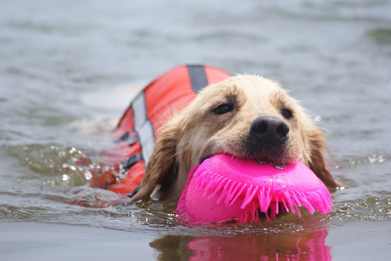 犬の美容室茶々の写真