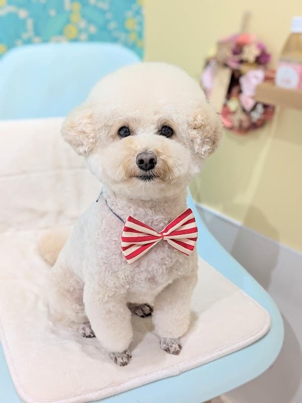 Dog Salon ココちゃんちの写真