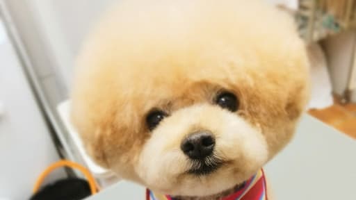 DOGSALON MOFU (福島県福島市)の写真