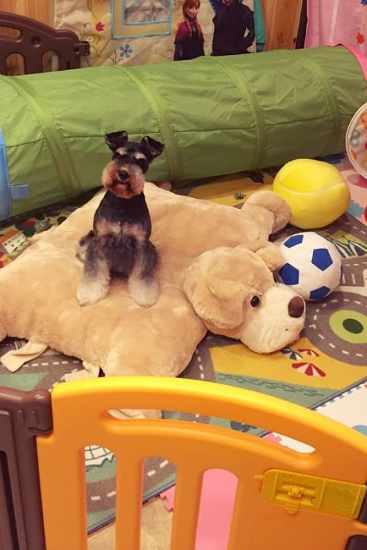 DOG's PRO SHOP TERRIER'S(テリアス)麻布店の写真3