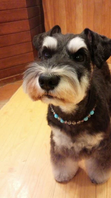 DOG's PRO SHOP TERRIER'S(テリアス)麻布店の写真5