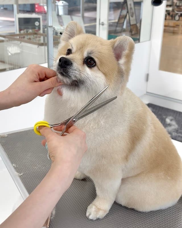 トリミングサロンアラモード 守谷店の写真4