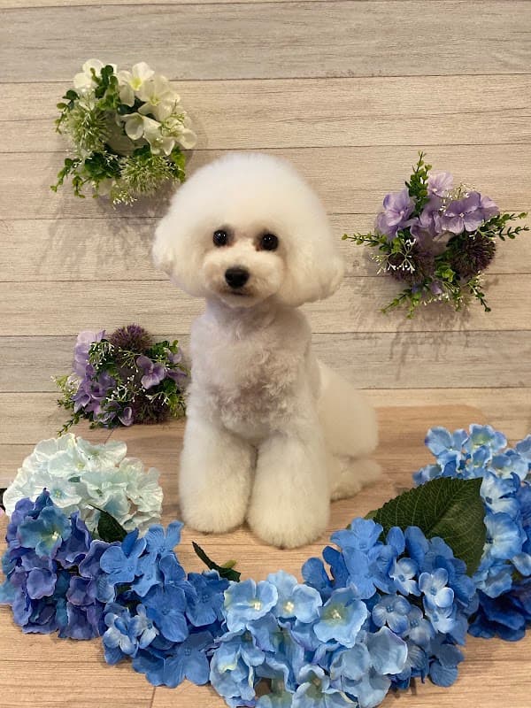 トリミングサロンえあるの写真