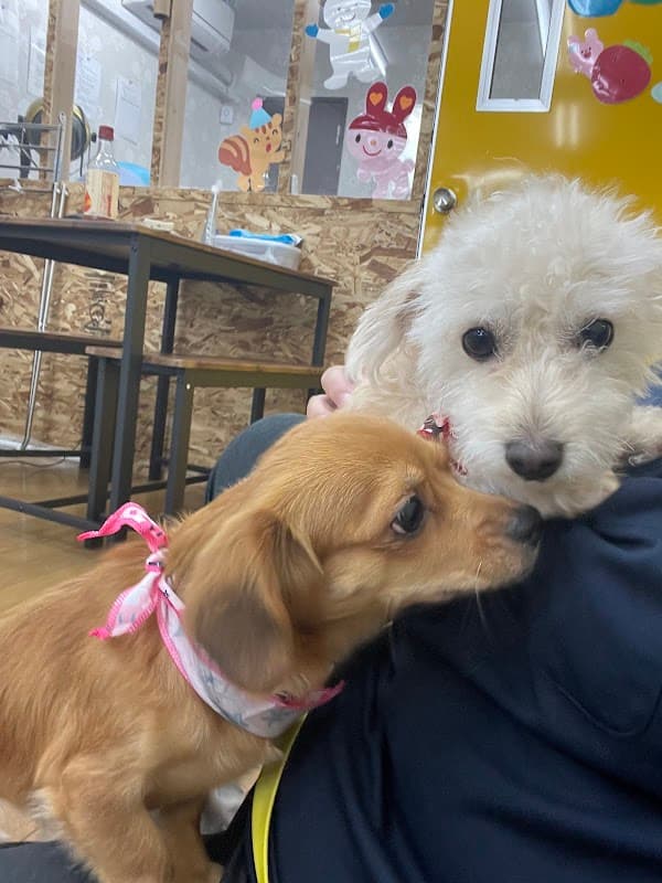 Dog salon Miru-la オーダーメイド施術の写真1