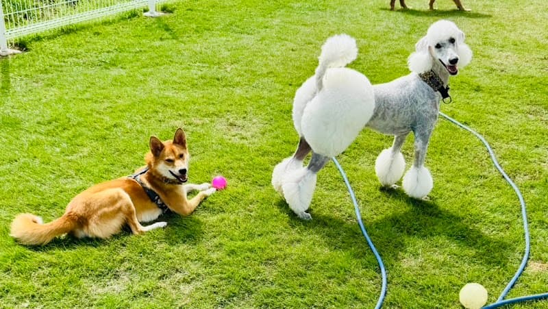 ペットホテルカピリナの写真