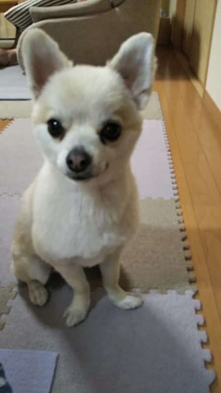 ペットステーションわんこの写真