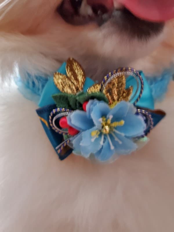 ペットハウスふぁんふぁんの写真3