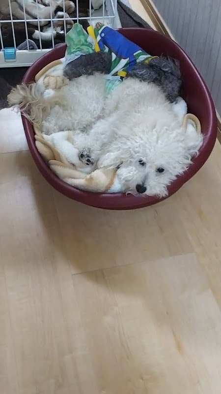 DOG SALON&HOTEL Woo-Nieの写真1