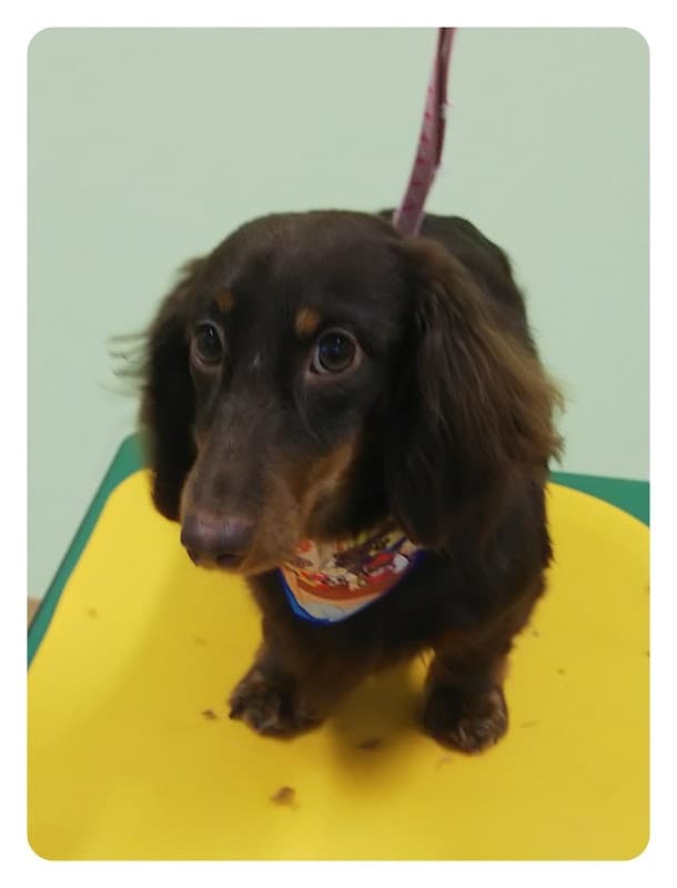 DOG SALON&HOTEL Woo-Nieの写真3
