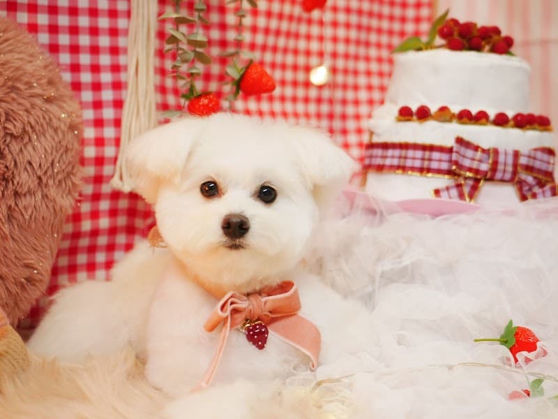 トリミングサロン&ペットホテル Hot Dog(ホットドッグ)の写真2