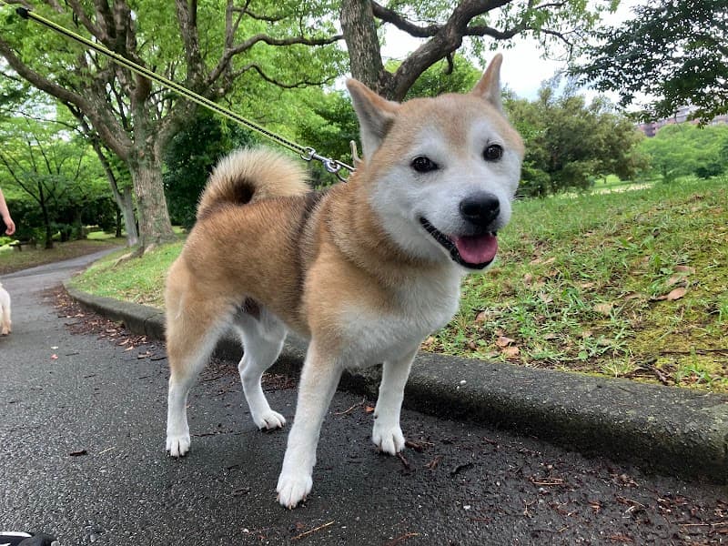 ペットホテル こころの写真