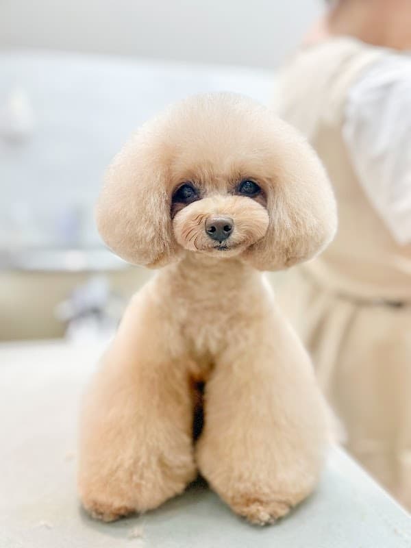 PET HILLS TOKYOの写真1