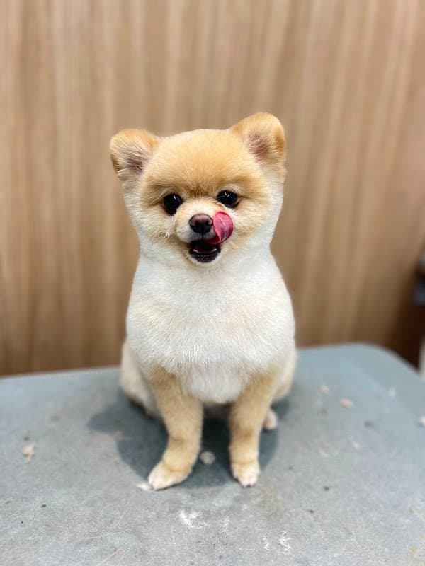 PET HILLS TOKYOの写真4