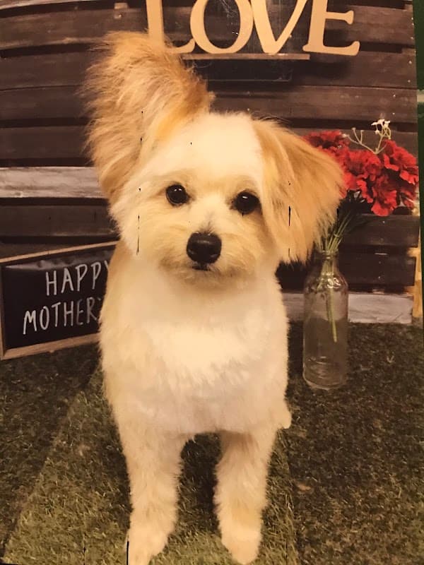 Dog's trimming&hotelの写真
