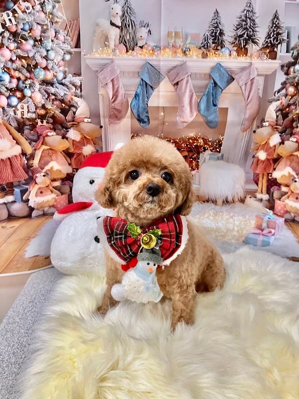 dog salon pilinaの写真