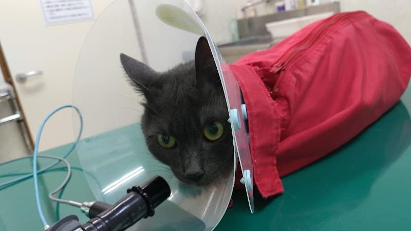 わか葉動物病院の写真