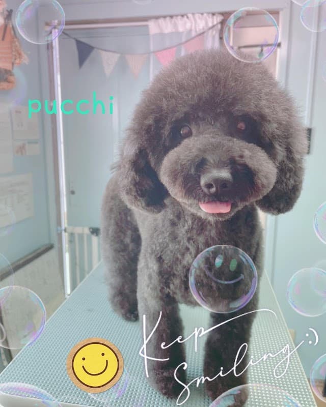pucchi トリミングサロンの写真1