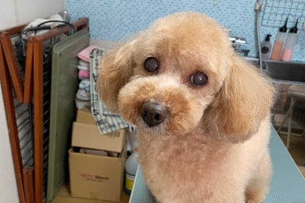 pucchi トリミングサロンの写真2