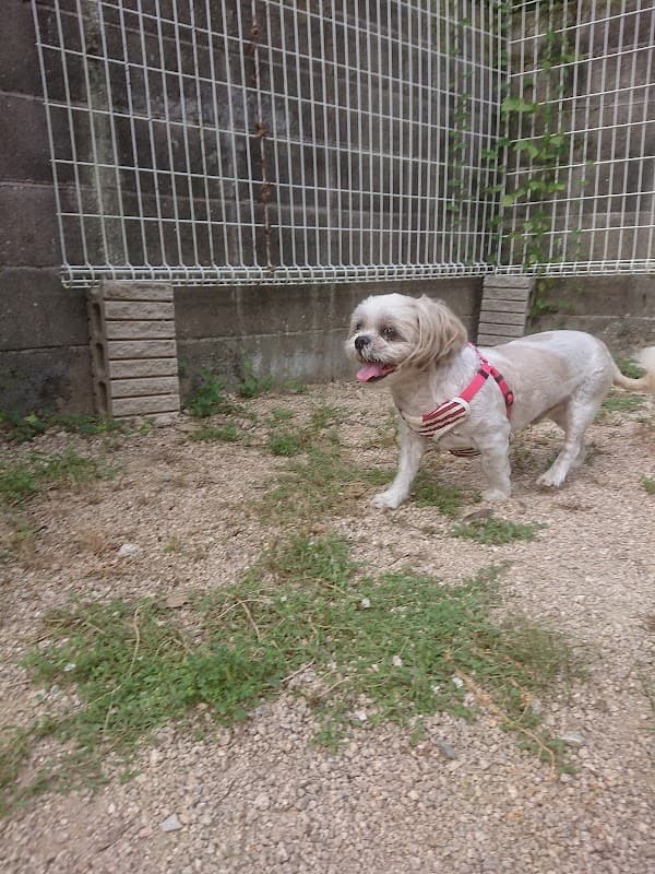 Dogケアハウス伝の写真