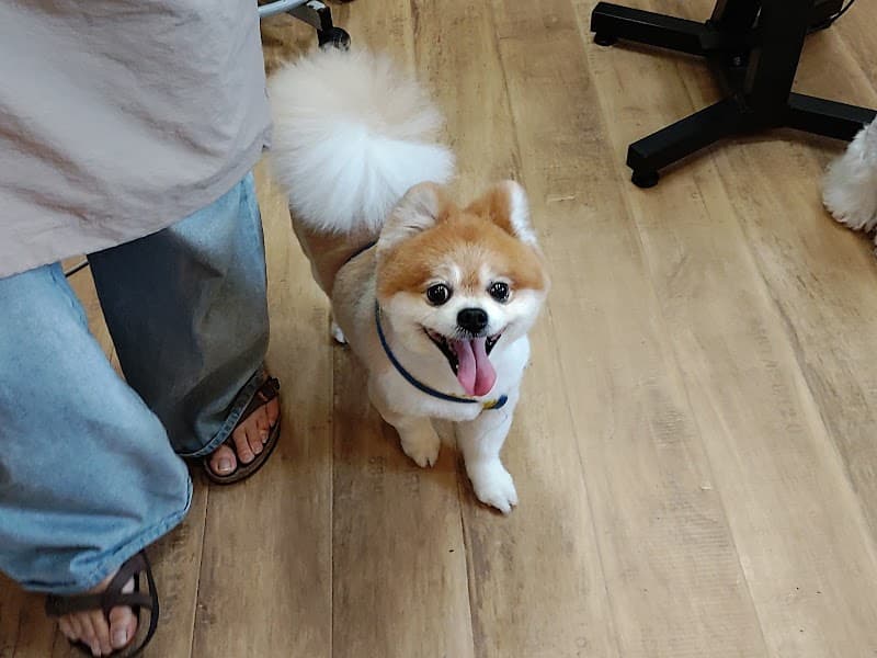 DogSalon LAIR(ドッグサロンライア)の写真